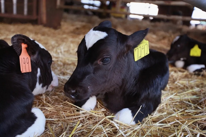 Тепловой стресс у коров вредит здоровью телят - учёные
